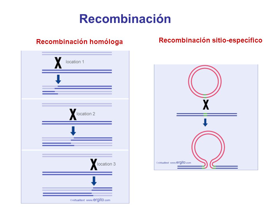 RECOMBINACION HOMOLOGA EBOOK RECOMBINACION HOMOLOGA EBOOK